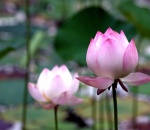 HOA SEN VÀ ÂM DƯƠNG NGŨ HÀNH CÓ LIÊN HỆ GÌ HAY KHÔNG?